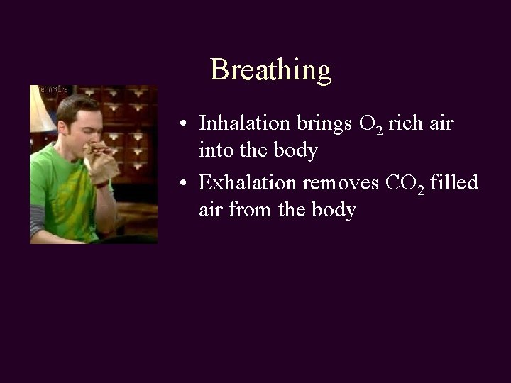 Breathing • Inhalation brings O 2 rich air into the body • Exhalation removes
