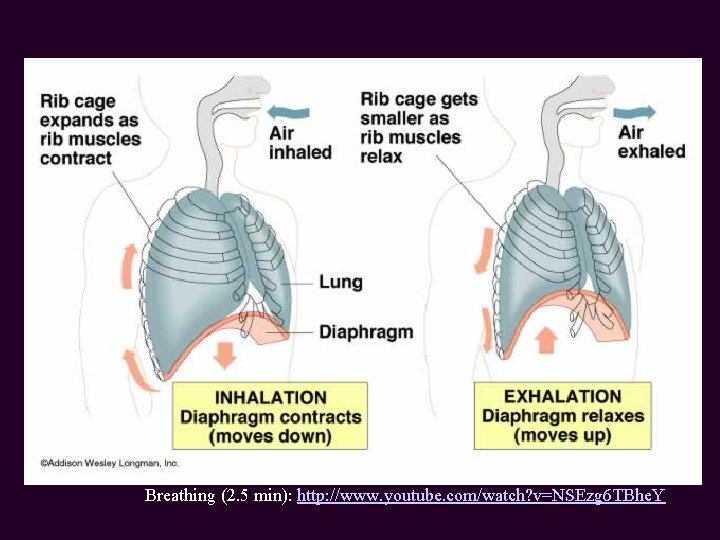 Breathing (2. 5 min): http: //www. youtube. com/watch? v=NSEzg 6 TBhe. Y 