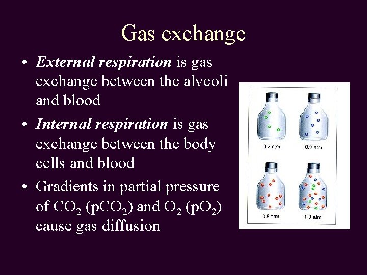 Gas exchange • External respiration is gas exchange between the alveoli and blood •