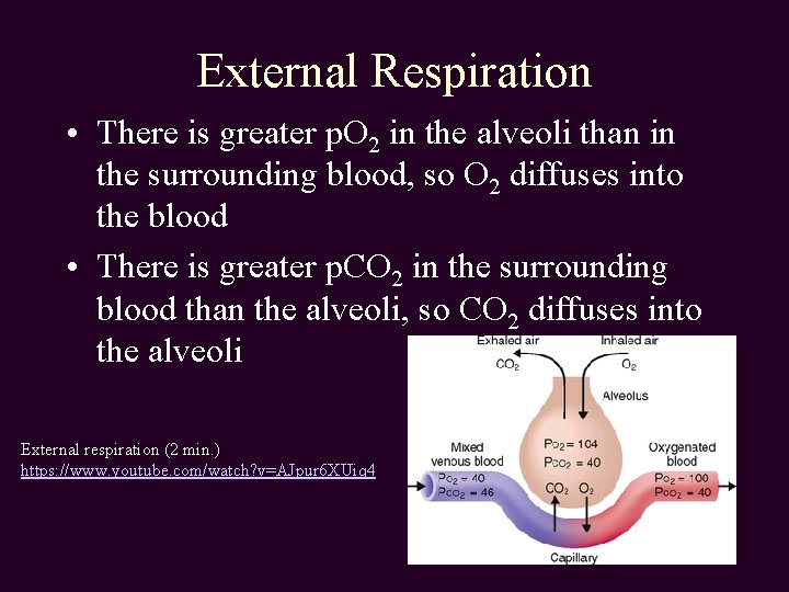 External Respiration • There is greater p. O 2 in the alveoli than in