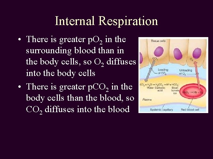 Internal Respiration • There is greater p. O 2 in the surrounding blood than