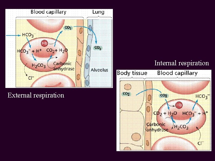 Internal respiration External respiration 
