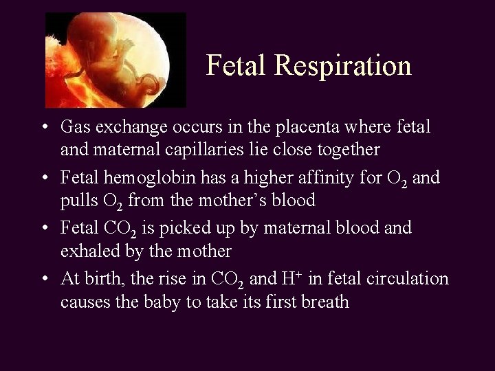 Fetal Respiration • Gas exchange occurs in the placenta where fetal and maternal capillaries