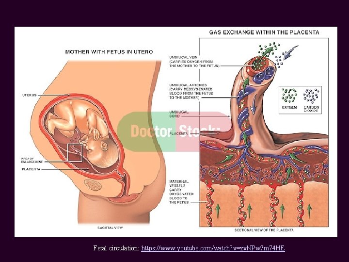 Fetal circulation: https: //www. youtube. com/watch? v=zv. NPw 7 m 74 HE 