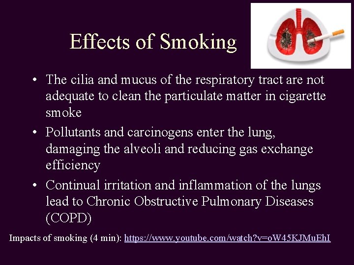 Effects of Smoking • The cilia and mucus of the respiratory tract are not