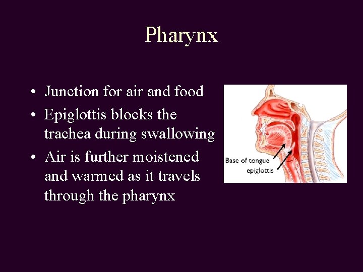 Pharynx • Junction for air and food • Epiglottis blocks the trachea during swallowing