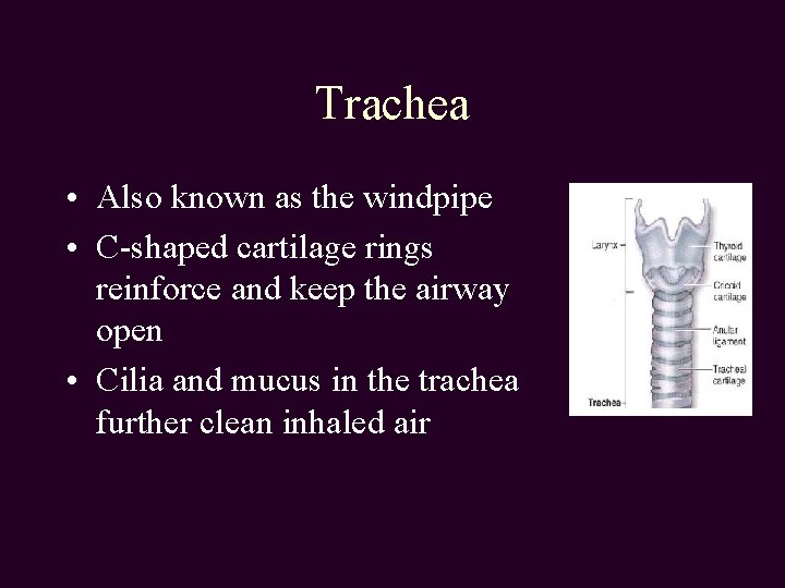 Trachea • Also known as the windpipe • C-shaped cartilage rings reinforce and keep