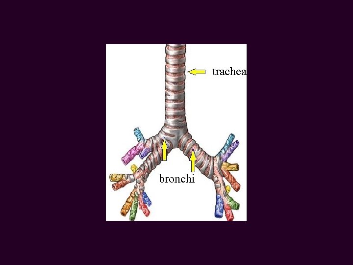 trachea bronchi 