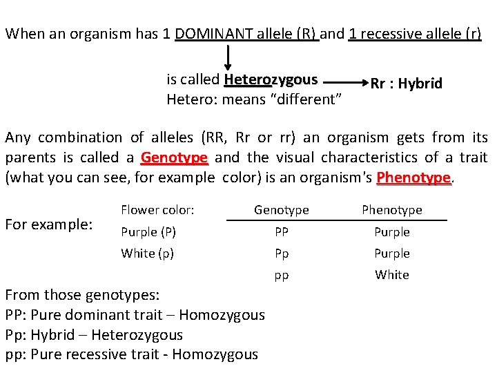 When an organism has 1 DOMINANT allele (R) and 1 recessive allele (r) is