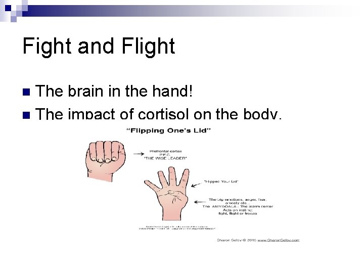 Fight and Flight The brain in the hand! n The impact of cortisol on