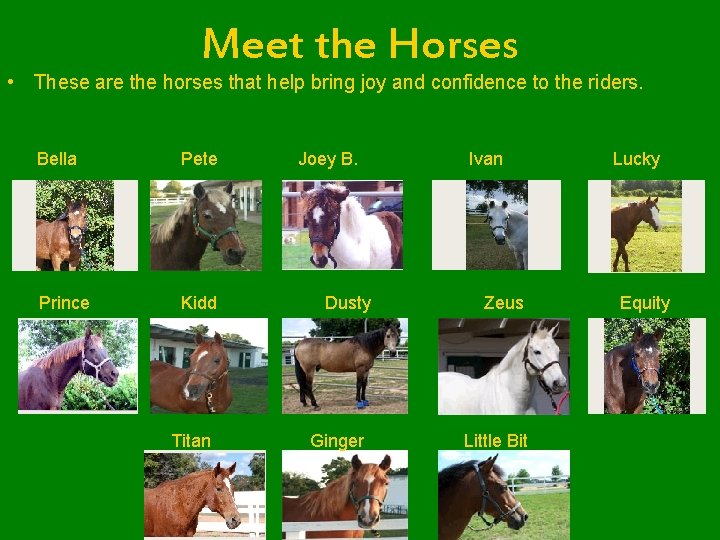 Meet the Horses • These are the horses that help bring joy and confidence