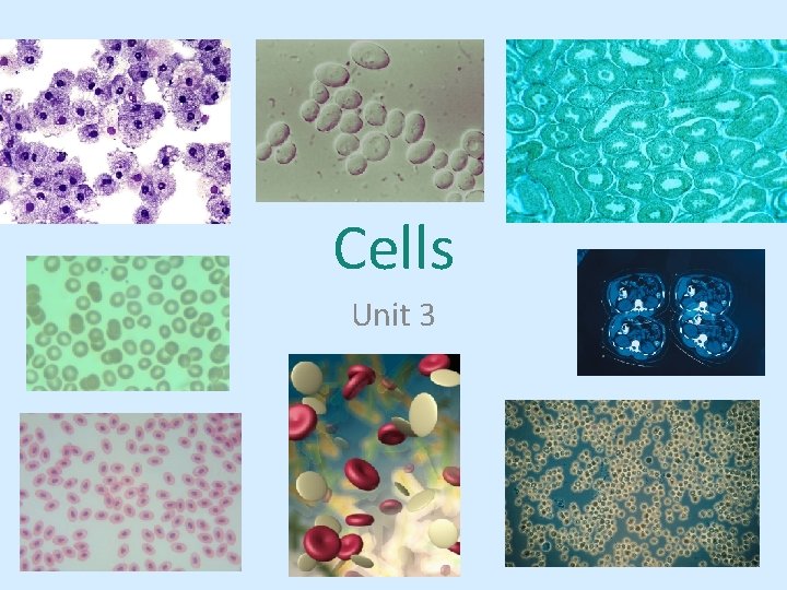 Cells Unit 3 