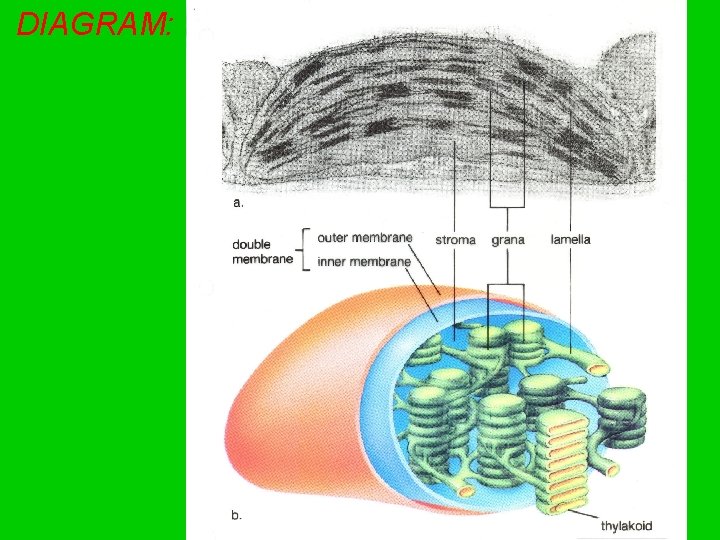 Grana Function Biology Notes Cell Energy Part 3 Pages 103