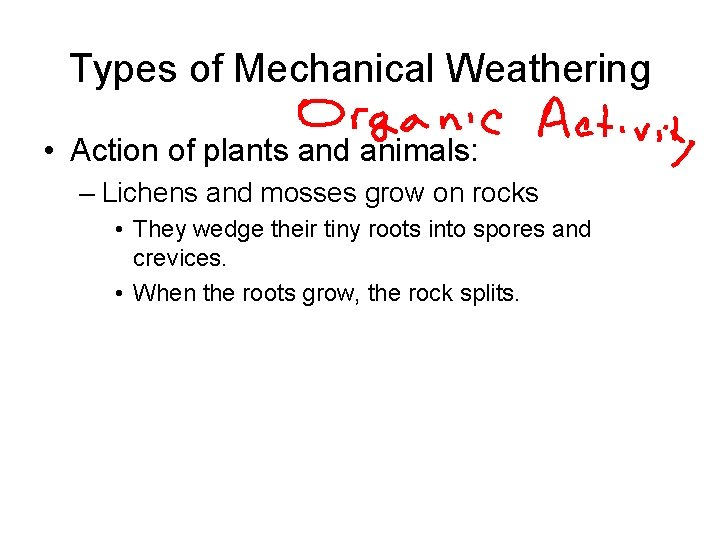 Types of Mechanical Weathering • Action of plants and animals: – Lichens and mosses