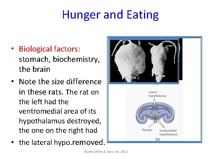 Hunger and Eating • Biological factors: stomach, biochemistry, the brain • Note the size
