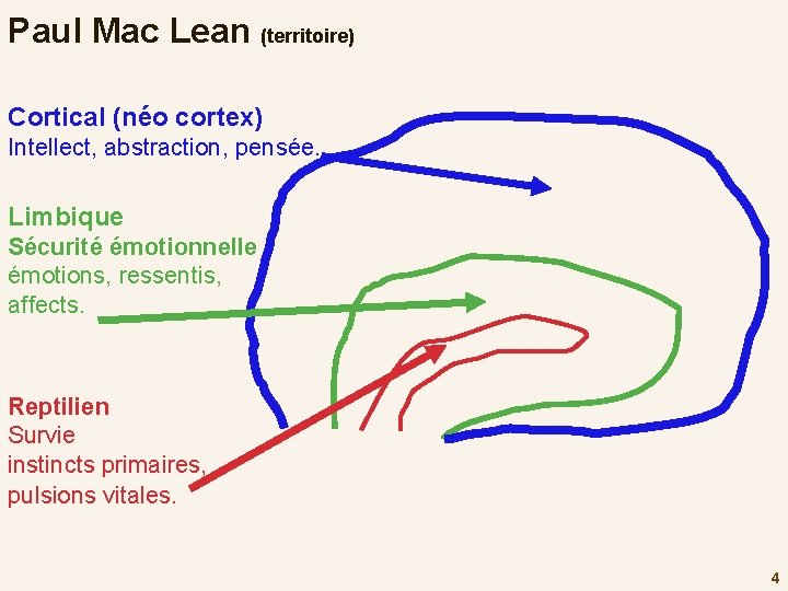 Paul Mac Lean (territoire) Cortical (néo cortex) Intellect, abstraction, pensée. Limbique Sécurité émotionnelle émotions,