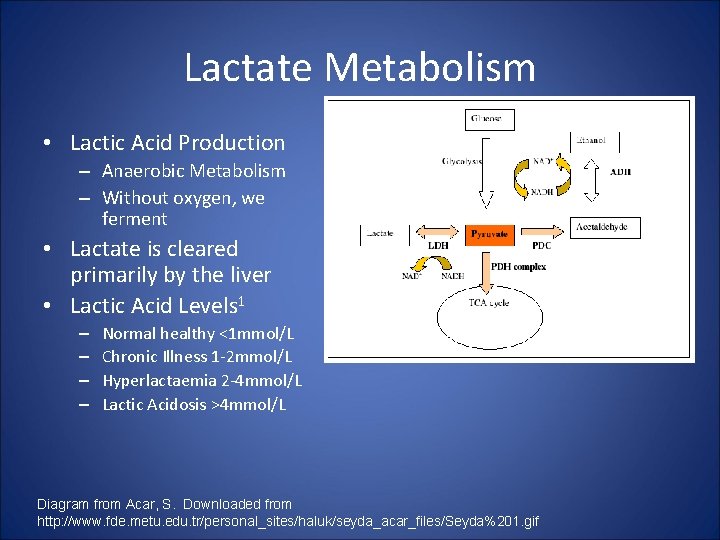 Lactate Metabolism • Lactic Acid Production – Anaerobic Metabolism – Without oxygen, we ferment