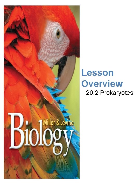 Viruses Lesson Overview 20. 2 Prokaryotes 