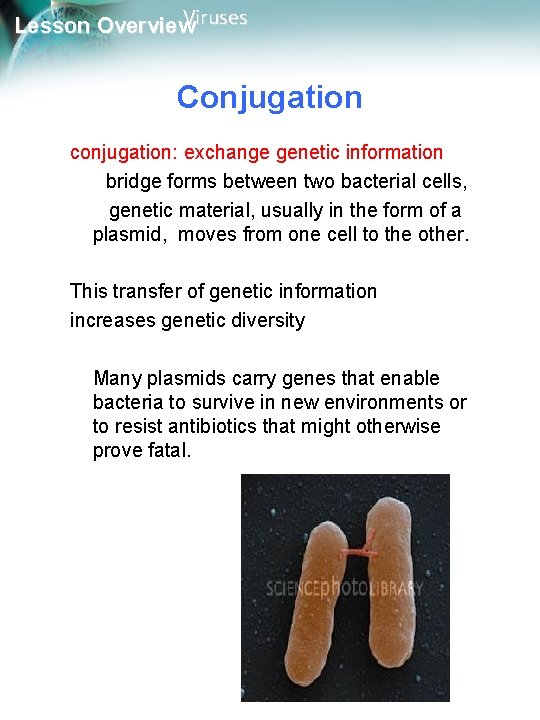 Viruses Lesson Overview Conjugation conjugation: exchange genetic information bridge forms between two bacterial cells,