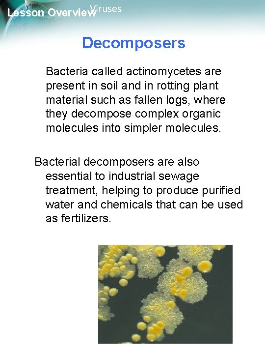 Viruses Lesson Overview Decomposers Bacteria called actinomycetes are present in soil and in rotting