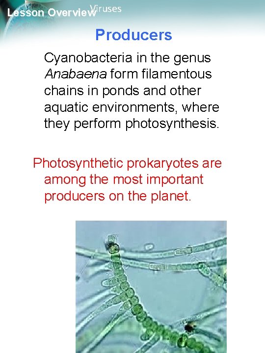 Viruses Lesson Overview Producers Cyanobacteria in the genus Anabaena form filamentous chains in ponds