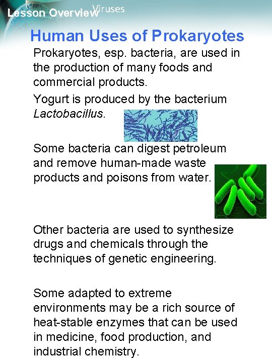 Viruses Lesson Overview Human Uses of Prokaryotes, esp. bacteria, are used in the production
