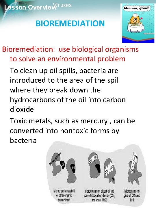 Viruses Lesson Overview BIOREMEDIATION Bioremediation: use biological organisms to solve an environmental problem To