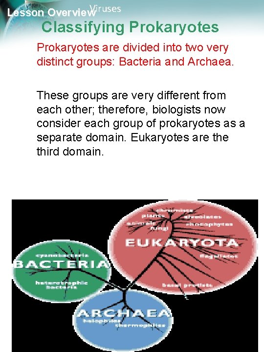 Viruses Lesson Overview Classifying Prokaryotes are divided into two very distinct groups: Bacteria and