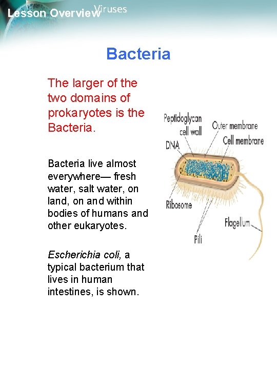 Viruses Lesson Overview Bacteria The larger of the two domains of prokaryotes is the