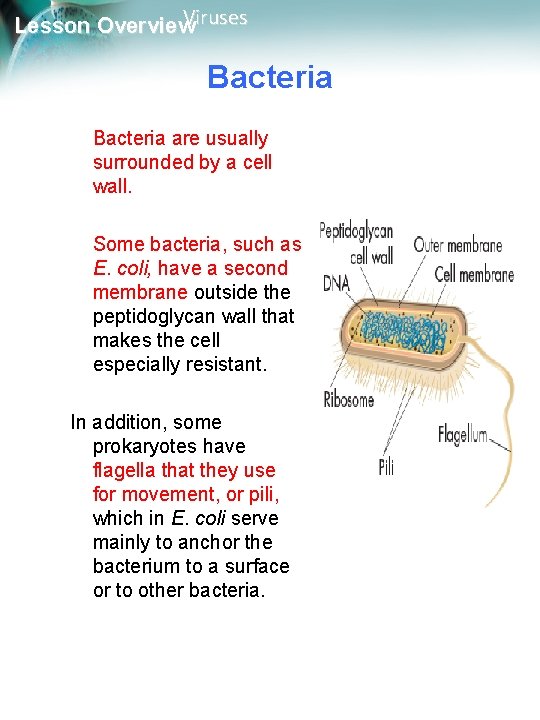 Viruses Lesson Overview Bacteria are usually surrounded by a cell wall. Some bacteria, such