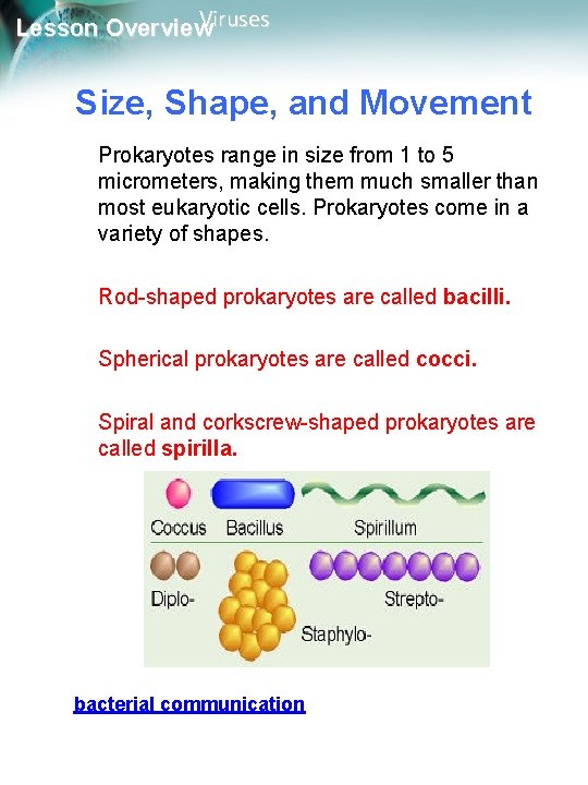 Viruses Lesson Overview Size, Shape, and Movement Prokaryotes range in size from 1 to