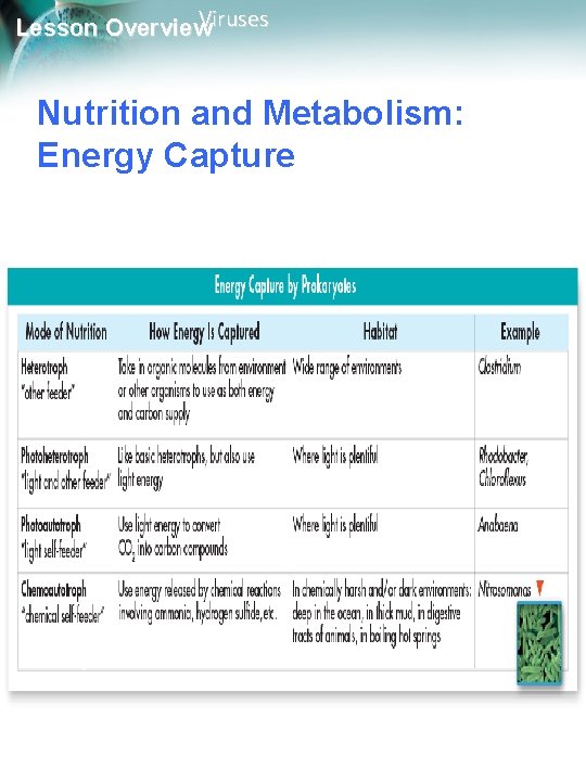 Viruses Lesson Overview Nutrition and Metabolism: Energy Capture 