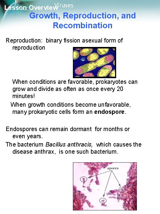 Viruses Lesson Overview Growth, Reproduction, and Recombination Reproduction: binary fission asexual form of reproduction