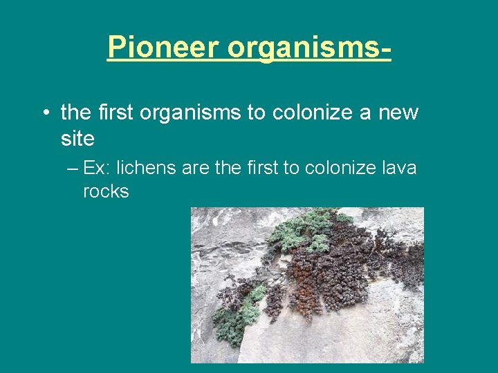 Pioneer organisms • the first organisms to colonize a new site – Ex: lichens Pioneer organisms • the first organisms to colonize a new site – Ex: lichens