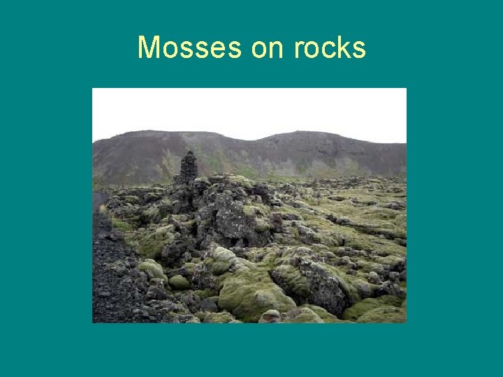 Mosses on rocks 