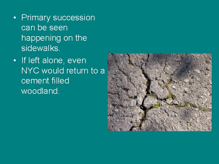• Primary succession can be seen happening on the sidewalks. • If left • Primary succession can be seen happening on the sidewalks. • If left