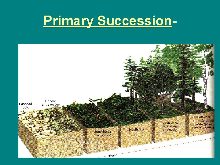 Primary Succession- Rock Primary Succession- Rock