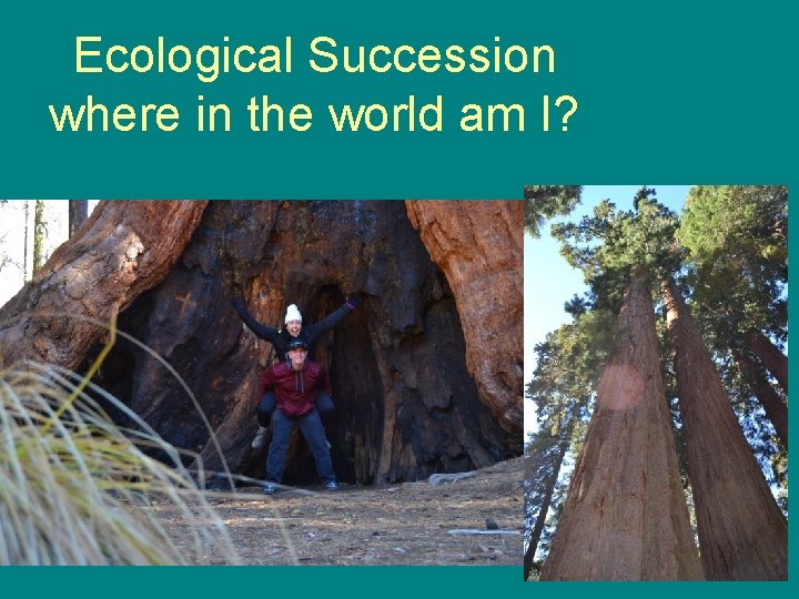 Ecological Succession where in the world am I? Ecological Succession where in the world am I?