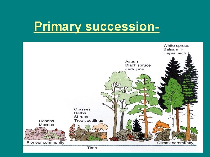 Primary succession- 