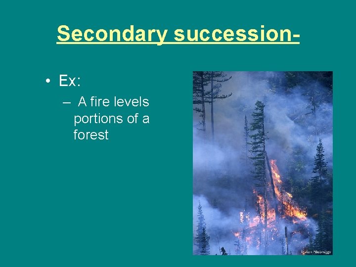 Secondary succession • Ex: – A fire levels portions of a forest Secondary succession • Ex: – A fire levels portions of a forest