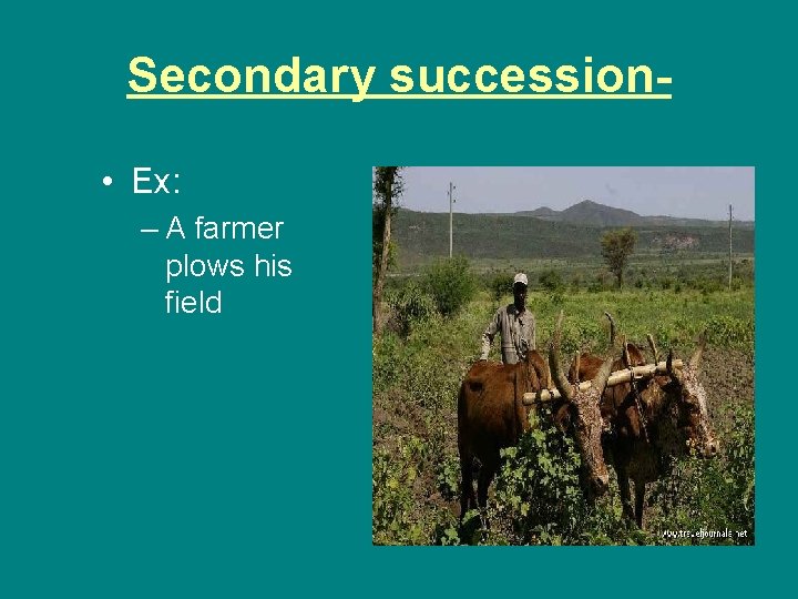 Secondary succession • Ex: – A farmer plows his field 