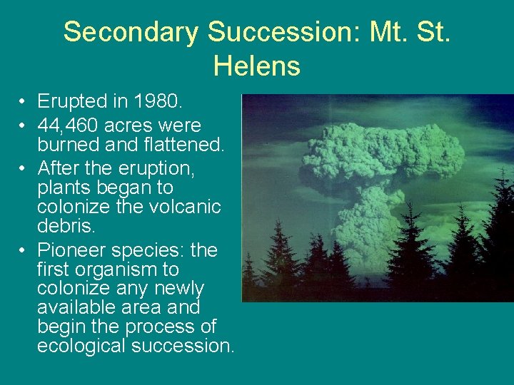 Secondary Succession: Mt. St. Helens • Erupted in 1980. • 44, 460 acres were Secondary Succession: Mt. St. Helens • Erupted in 1980. • 44, 460 acres were