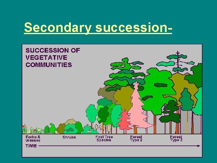 Secondary succession- 