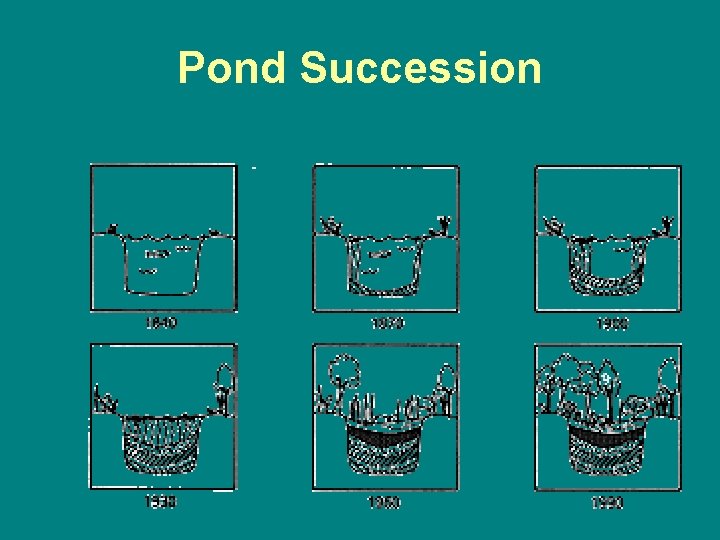 Pond Succession Pond Succession
