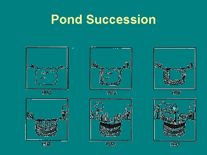 Pond Succession 