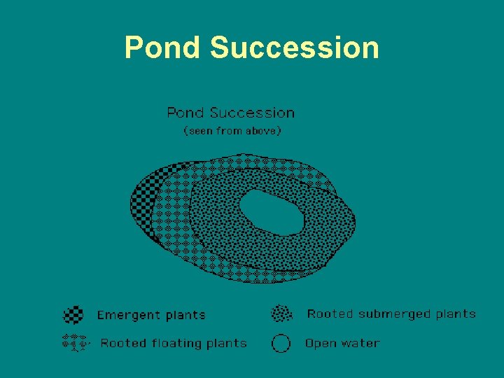 Pond Succession 