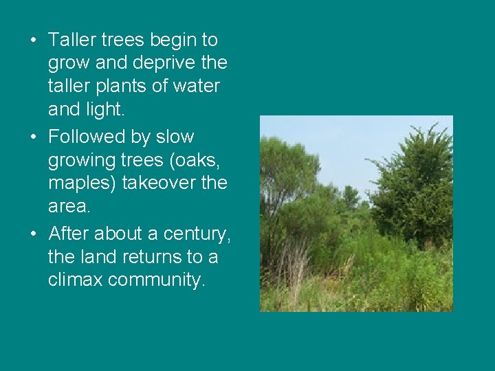 • Taller trees begin to grow and deprive the taller plants of water • Taller trees begin to grow and deprive the taller plants of water