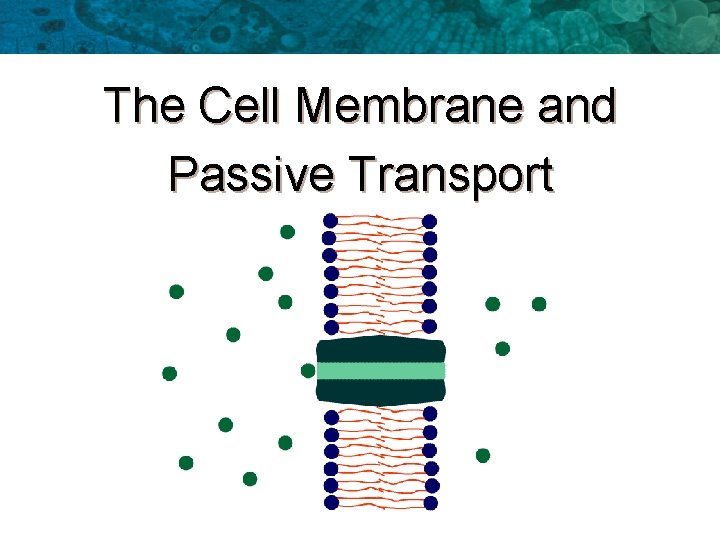 The Cell Membrane and Passive Transport 