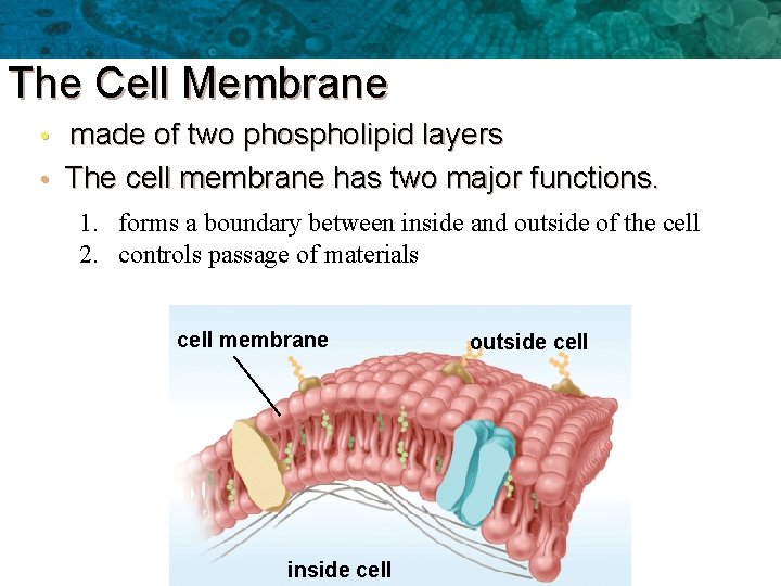 The Cell Membrane made of two phospholipid layers • The cell membrane has two