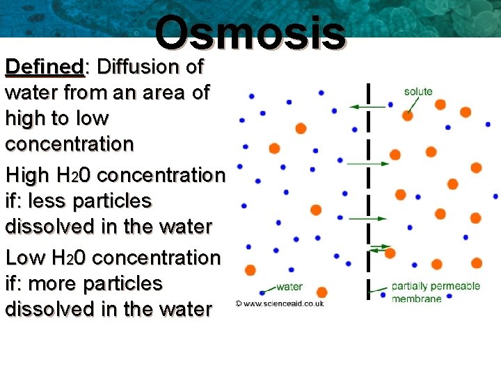Osmosis Defined: Diffusion of water from an area of high to low concentration High